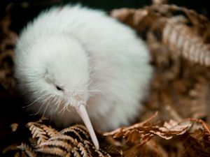 Meet Pukaha’s most famous resident, Manukura, a rare white Kiwi, at this nature reserve and conservation project.