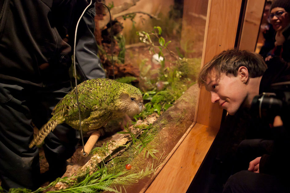 Neben Kiwis treffen Sie in Zealandia auch auf andere Wildtiere, wie diesen Kakapo mit dem Namen Sirocco.