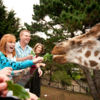 Giraffe at Wellington Zoo