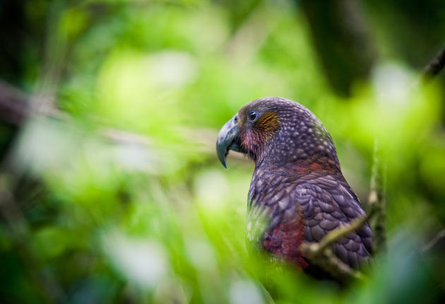 感受新西兰的壮丽美景和独特的野生动植物是新西兰旅游的主要目的之一。保护这里的自然和野生动植物是对新西兰自然环境的尊重。以下五种简单的方法可以保护新西兰的自然和野生动植物。