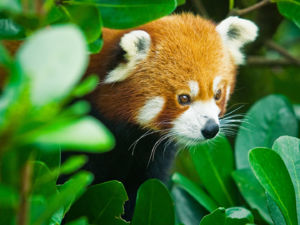 Hang out with some of the Zoo residents, including meerkats, red pandas, and lemurs, on a Close Encounter.