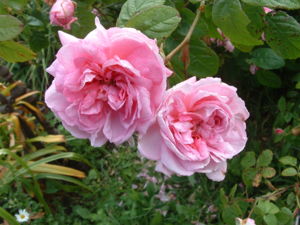 Old rose in Bolton Street Memorial Park