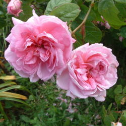 Old rose in Bolton Street Memorial Park