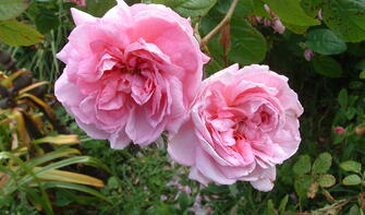 Old rose in Bolton Street Memorial Park