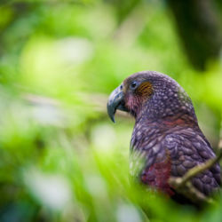 Nature &amp; Wildlife in Wellington
