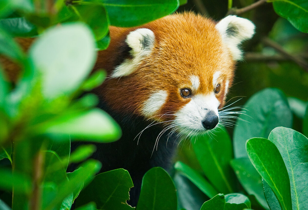 New Zealand’s zoos and wildlife parks offer both native and exotic animal encounters. A visit to one is your best chance of spotting the elusive kiwi!