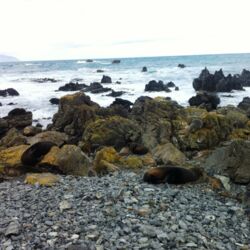 Seals at Red Rocks Reserve, Wellington
