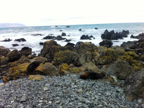 Seals at Red Rocks Reserve, Wellington