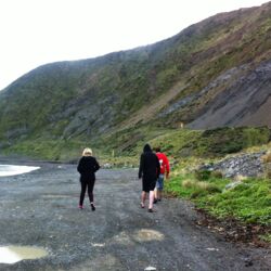 Seals at Red Rocks Reserve, Wellington