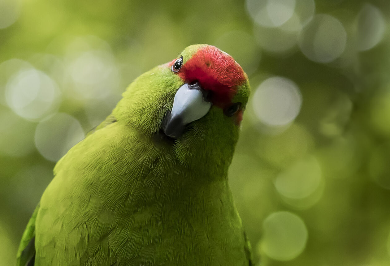 Wellington is home to a number of nature & wildlife experiences, ranging from eco-sanctuaries to kiwi spotting. Many are situated close to the city centre.