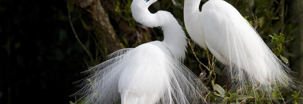 Whataroa, on the West Coast, has New Zealand's only white heron nesting colony. Take a White Heron Sanctuary guided boat tour to to view it.