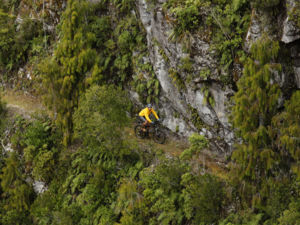 Cycle on the very edge of untouched native forests.