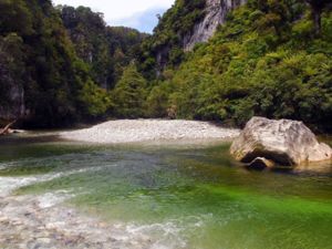 Lush rainforest scenery