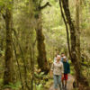 カヒカテアが生い茂る太古の森を歩くシップ・クリーク・ウォーク。大昔にタイムスリップしたような感覚が味わえます。