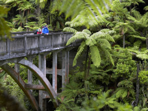 Take a jet boat ride or kayak to this fascinating site deep in the ancient forest.