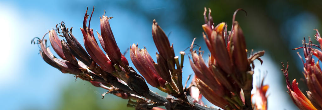 Native flax at the Bason Botanic Gardens in Whanganui