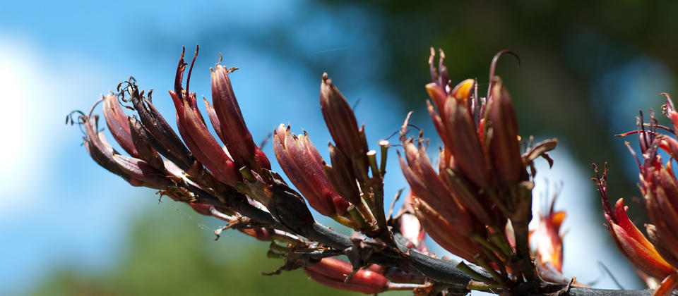 Tumbuhan flax alami di Bason Botanic Garden di Whanganui