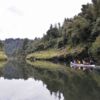 El río Whanganui, lleno de historia, está rodeado de un exuberante bosque autóctono: un verdadero hábitat silvestre de kiwis.