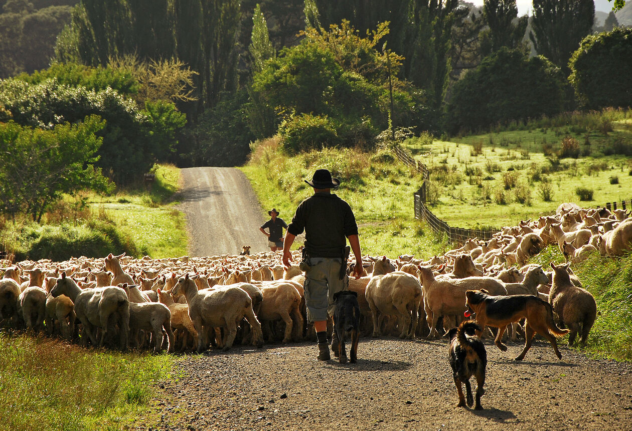 Blue Duck Station is conservation project on the banks of the Whanganui River.