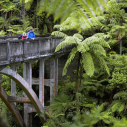 Take a jet boat ride or kayak to this fascinating site deep in the ancient forest.