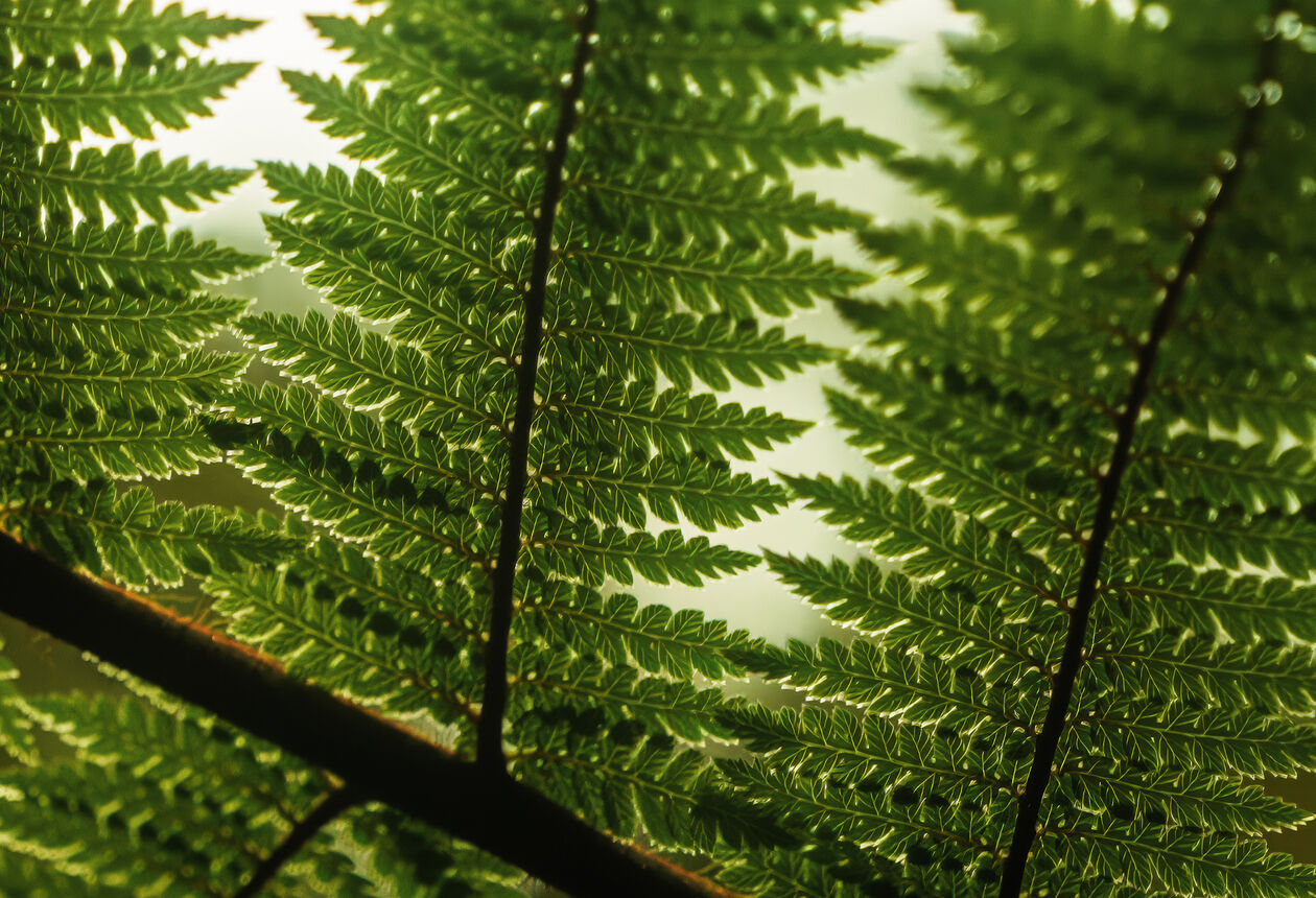 In New Zealand, we make it a duty to protect what we love - the place where we were born. Follow our Tiaki promise to guard, protect and preserve our home.