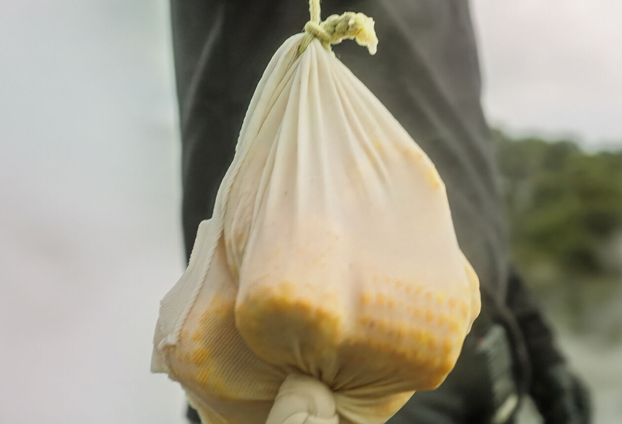 The Māori hāngī is a traditional way of cooking food. Find out what a hāngī involves and where you can try one for yourself. 