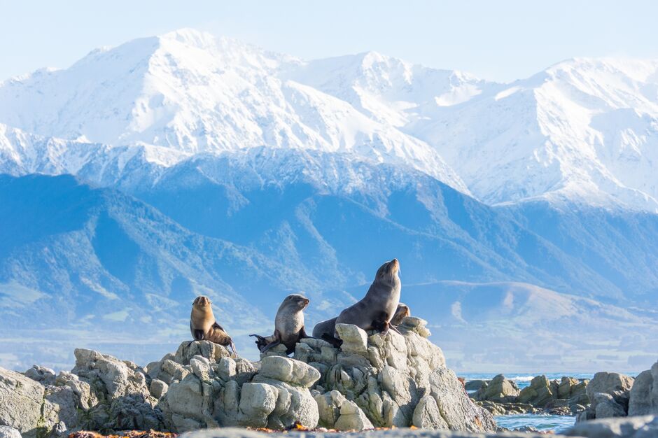 Discover Kaikōura's wildlife