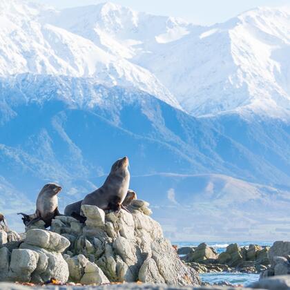 Discover Kaikoura&#039;s wildlife