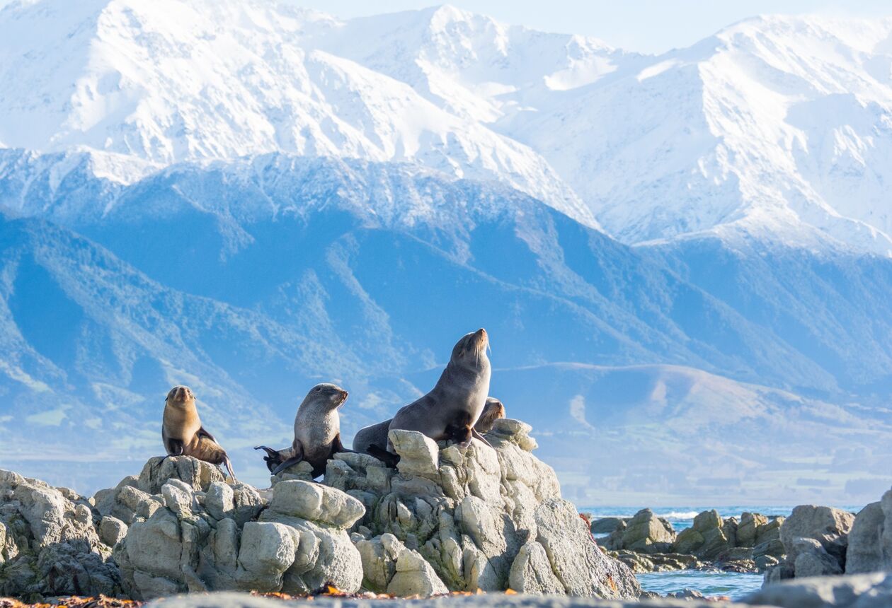 Experiencing the stunning landscapes and unique wildlife of New Zealand is an essential part of visiting our country. Show your respect for our natural world by helping to protect it. Here are five simple ways to safeguard New Zealand's nature and wildlife. 