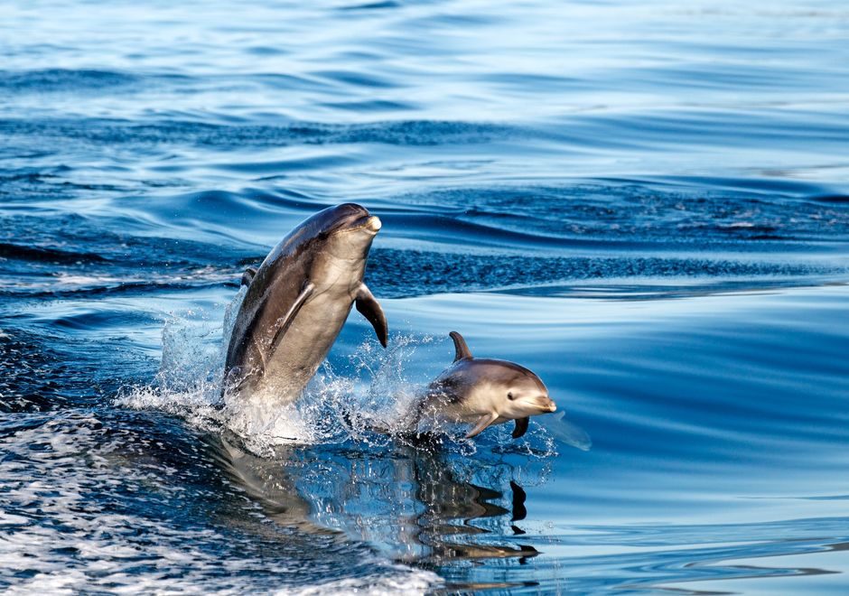Dolphin watching in Akaroa