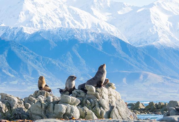 Experiencing the stunning landscapes and unique wildlife of New Zealand is an essential part of visiting our country. Show your respect for our natural world by helping to protect it. Here are five simple ways to safeguard New Zealand's nature and wildlife. 