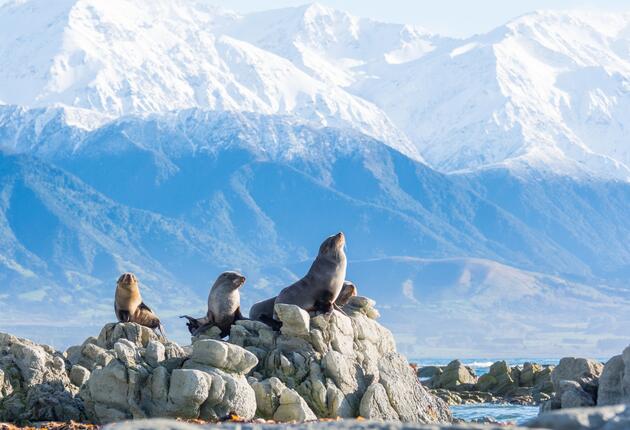 Experiencing the stunning landscapes and unique wildlife of New Zealand is an essential part of visiting our country. Show your respect for our natural world by helping to protect it. Here are five simple ways to safeguard New Zealand's nature and wildlife. 