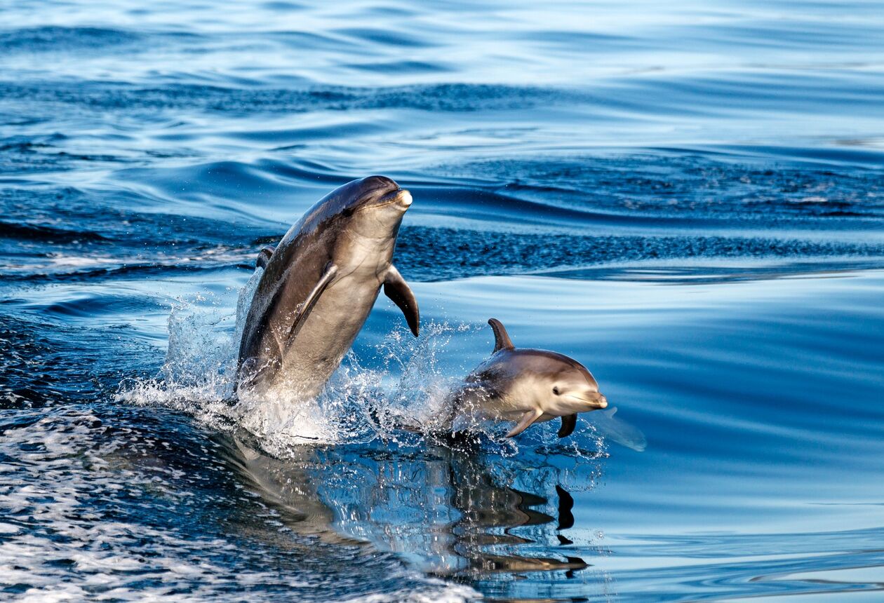 Picton is the heart of the Marlborough Sounds, this picturesque port town is home to great cafes, restaurants, galleries, Queen Charlotte Sounds and specialty shops. Find out more about Picton. 