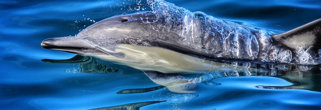 Experience Bay of Plenty's marine wildlife