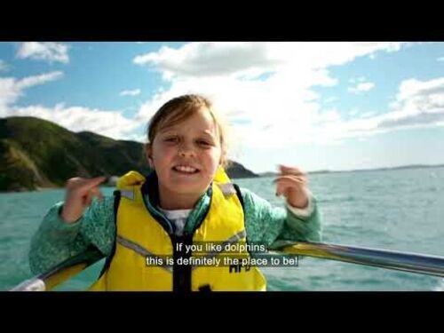 Our dolphins are jumping with excitement for you to visit when the time is right.