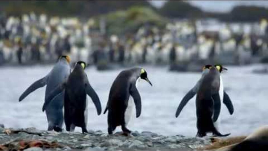 Join owner and founder of Heritage Expeditions, New Zealand biologist Rodney Russ, on this in depth look into the Subantarctic Islands south of the South Island of New Zealand, en route to Antarctica. You'll be captivated by curious penguins, seals, tiny 