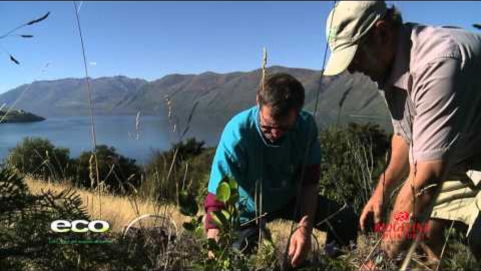 Wanaka's leading Nature tour companies - Ridgeline Adventures and Eco Wanaka Adventures - have combined to offer you the best of Wanaka's raw natural beauty in one day. If you only have one day in Wanaka then this is what you must do!!