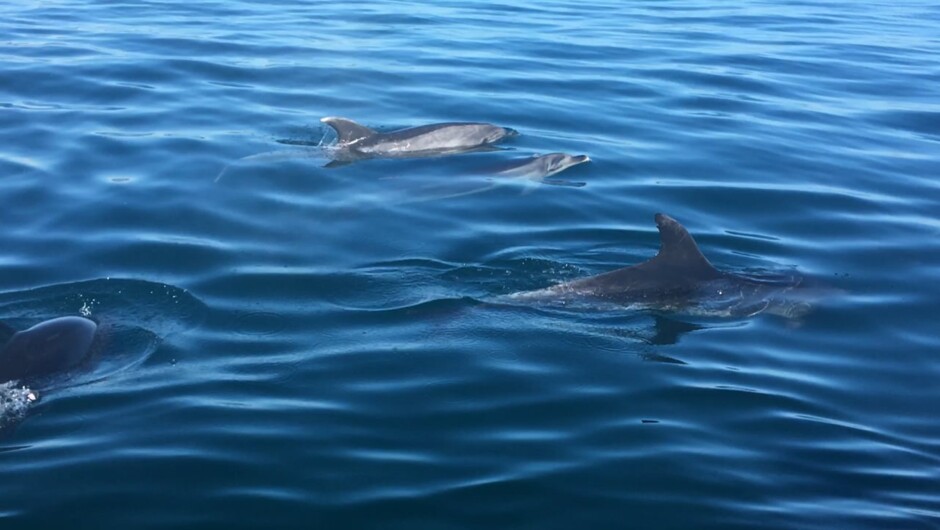 The Bay of Islands is filled with an abundance of marine and wild life! We love when dolphins cross our path.
