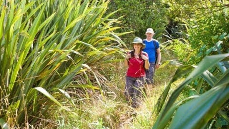 Guided Wilderness Walks in Auckland