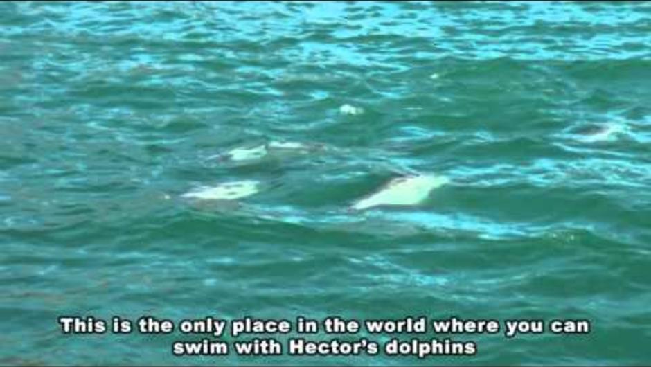 Chinese Presenter Sherri Kong swims with dolphins in Akaroa