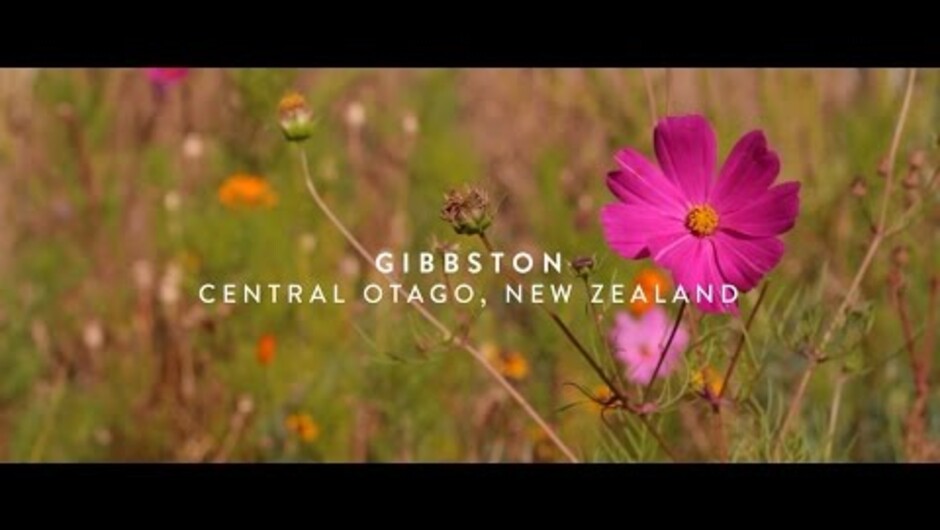 The story of the 2017 Gibbston valley harvest so far, from our winemakers perspective.