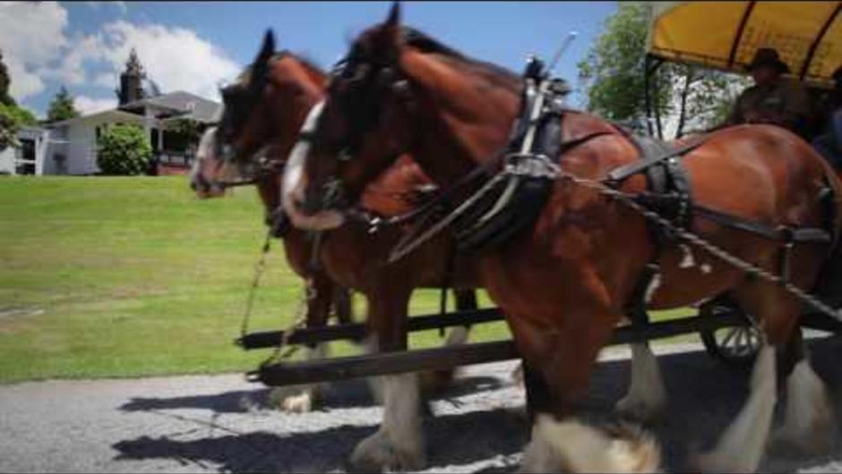There are three new gorgeous Clydesdale horses now in residence at the Agrodome! If you'd like to take an authentic wagon ride around our 350-acre farm, learn about these majestic creatures and enjoy the leisurely pace, come down to the farm and have a ri