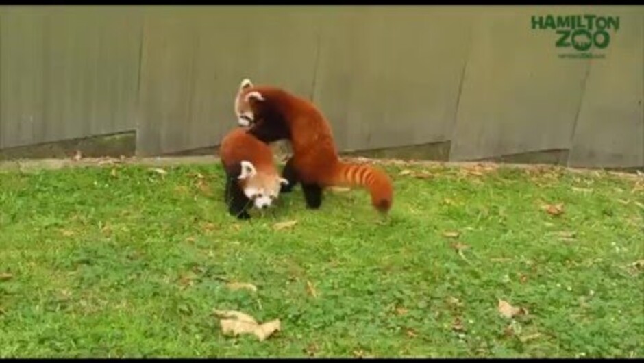 Red pandas Jamuna and Tenzing at play at Hamilton Zoo