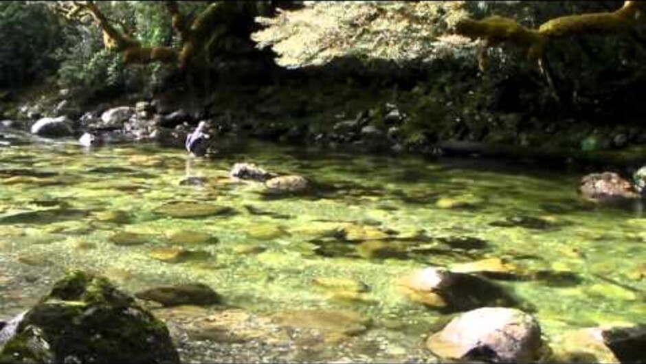 New Zealand Fly Fishing - Mystery Water