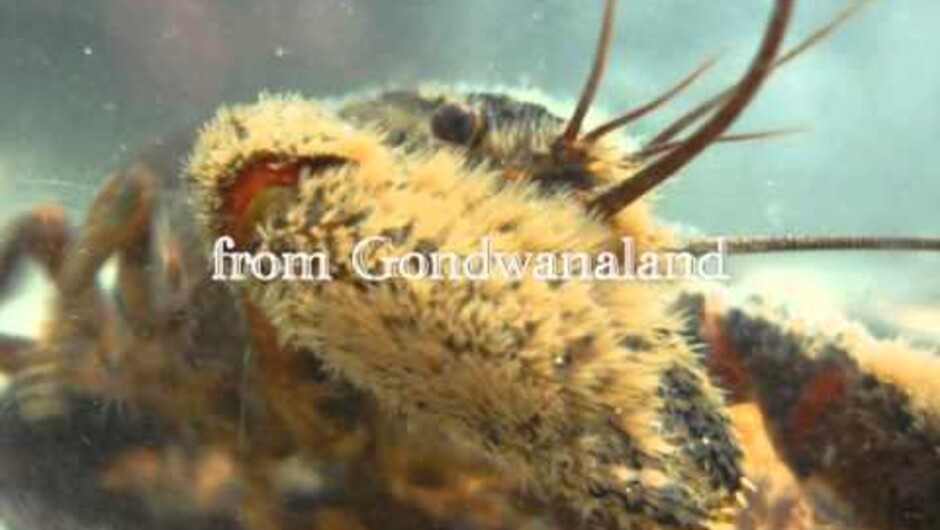 Koura, New Zealand Freshwater Crayfish conserved at Mohua Park