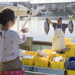 新西兰旅游局"长白云之心"系列影片 - 作家殳俏 - 阳光下的有机生态