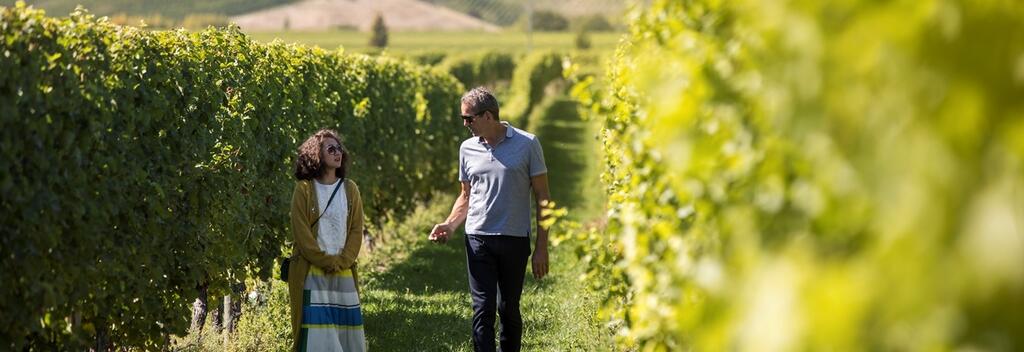 新西兰旅游局"长白云之心"系列影片 - 作家殳俏 - 阳光下的有机生态