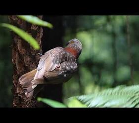 Explore New Zealand's finest forest with foris eco-tours. Think primordial rainforest and huge trees with rare birds.