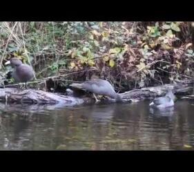 Whio Family - Blackfern Lodge - Ongarue Stream - April 2020