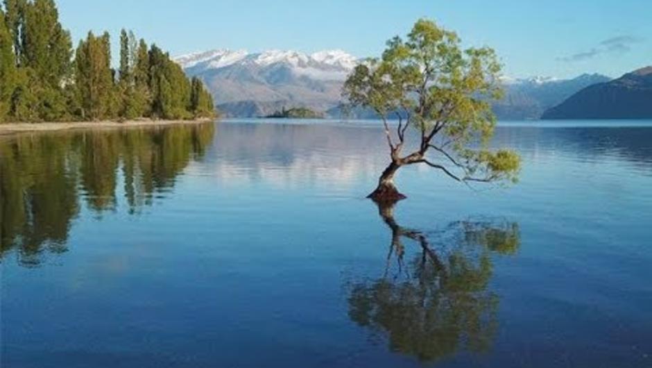 Wanaka Tree &amp; Lake, New Zealand : Amazing Planet